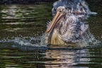 058-pelicans