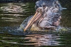 059-pelicans