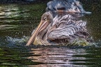 060-pelicans