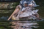 061-pelicans