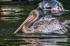 062-pelicans