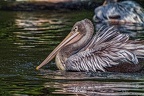 063-pelicans
