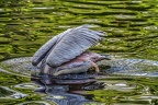 066-pelicans