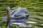067-pelicans