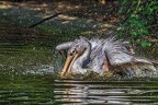 069-pelicans