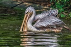 071-pelicans