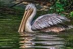 072-pelicans
