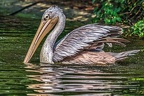073-pelicans