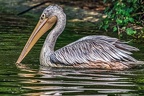 074-pelicans