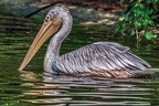 075-pelicans