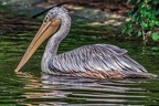 076-pelicans