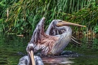 077-pelicans