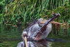078-pelicans