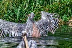 079-pelicans