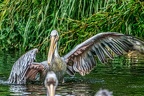 080-pelicans