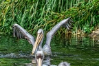 081-pelicans