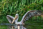 082-pelicans