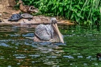 084-pelicans
