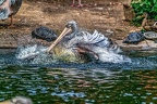 088-pelicans