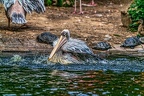 089-pelicans