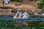 090-pelicans
