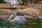 091-pelicans