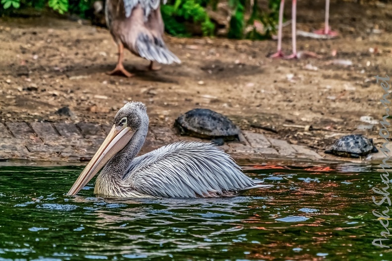 092-pelicans.jpg