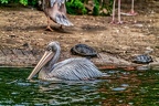 092-pelicans