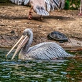 093-pelicans