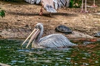 093-pelicans