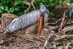 094-pelicans