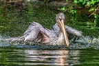 096-pelicans