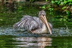 097-pelicans