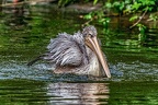 098-pelicans