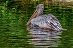 100-pelicans