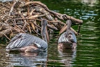 102-pelicans