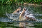 104-pelicans