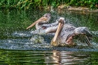 105-pelicans