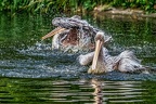 106-pelicans