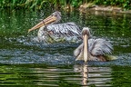 107-pelicans