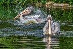 108-pelicans