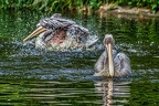 109-pelicans