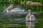 110-pelicans