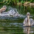 111-pelicans