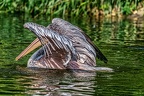 116-pelicans