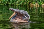 117-pelicans