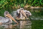 118-pelicans