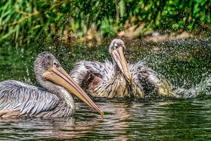 119-pelicans