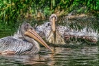 120-pelicans