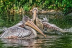 121-pelicans